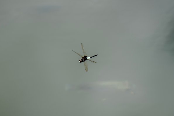 20250628-DSC05059