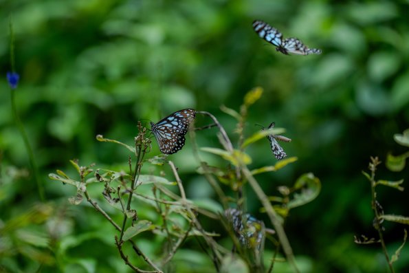 20250628-DSC05182
